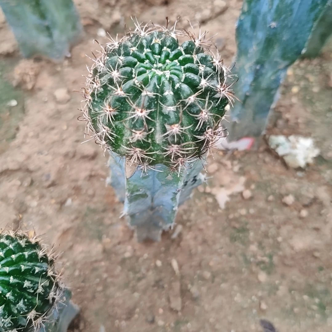 丽花牡丹l33龙神木嫁接福