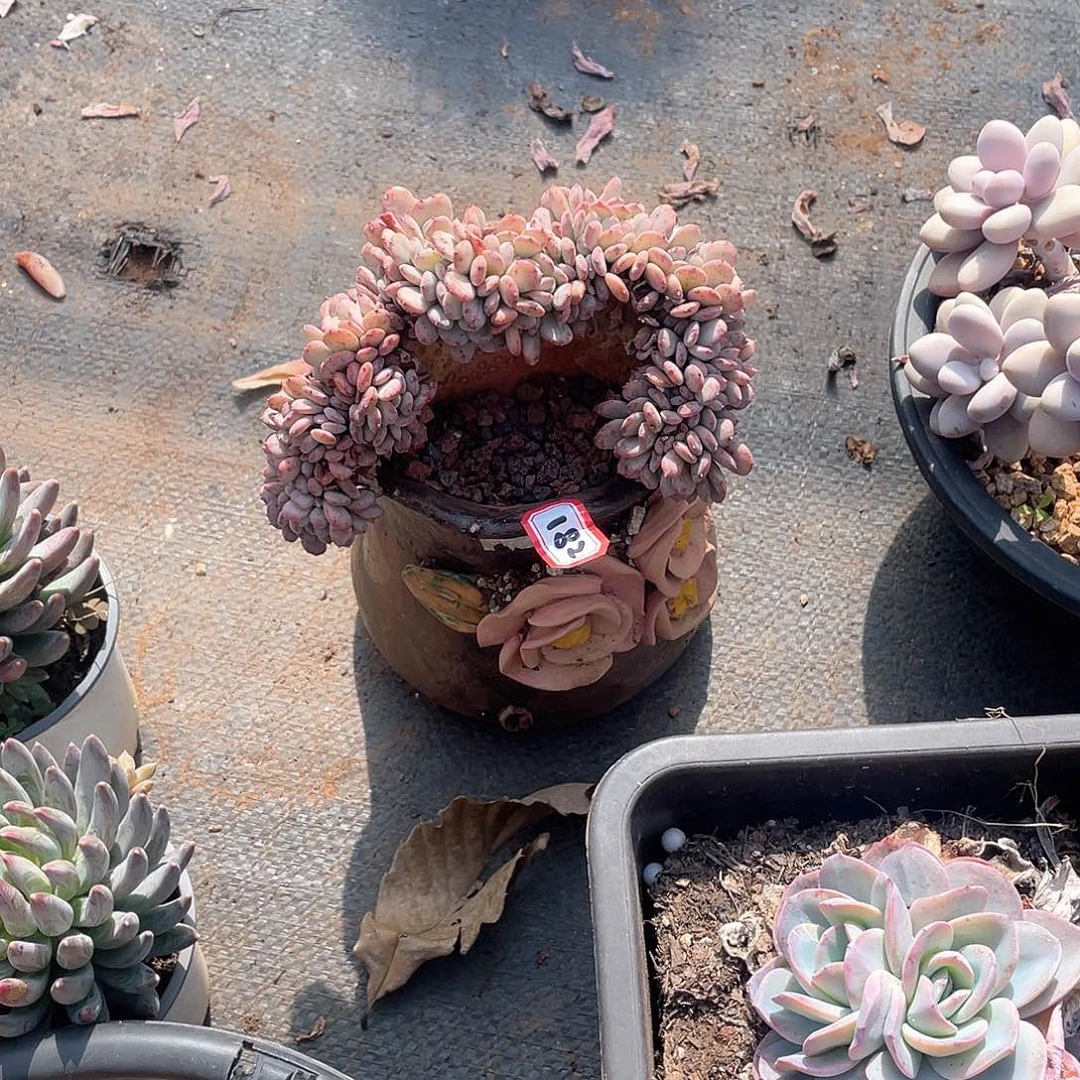 182玛瑙缀 一物一拍多肉