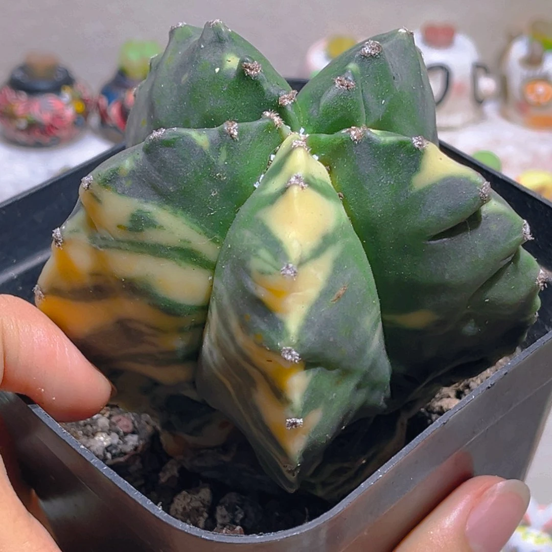 166龟甲兜锦8.6厘米