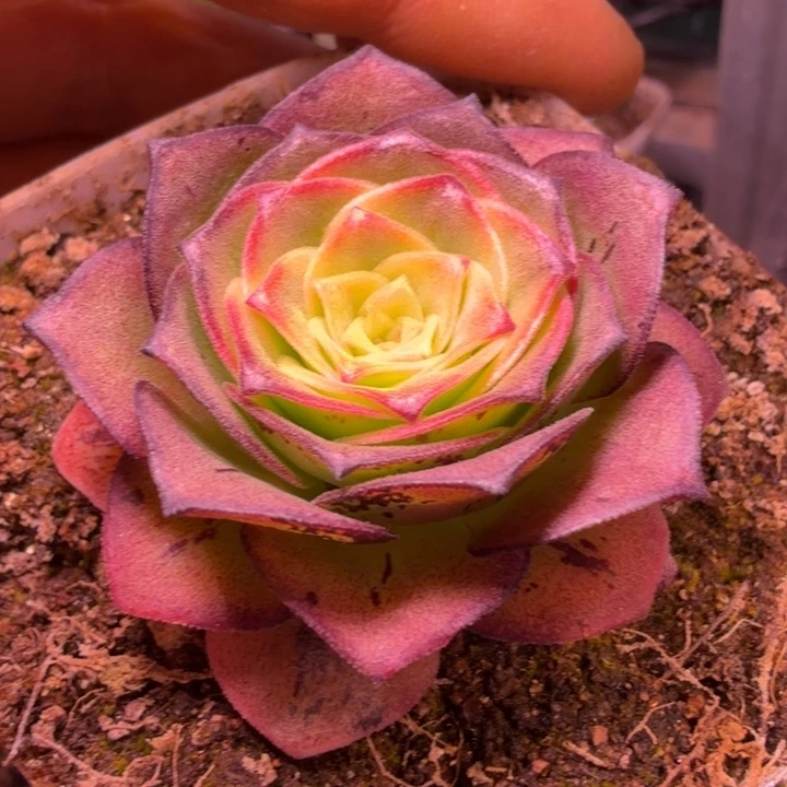 HD343  凤龙神兽二代