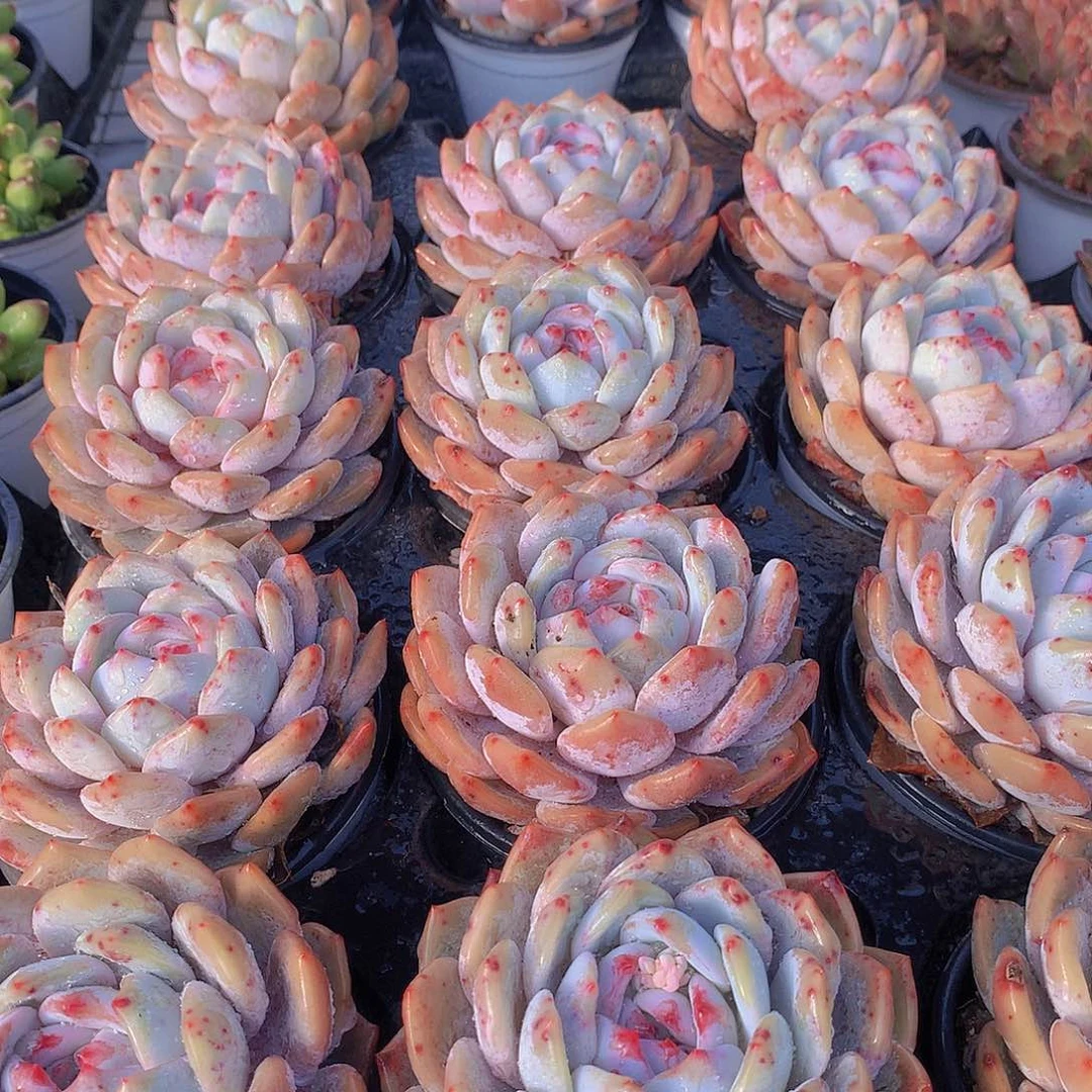 大天使橙234577899900000