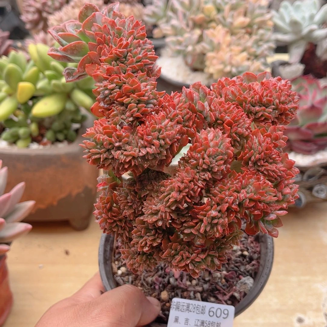 609登天乐缀德华多肉