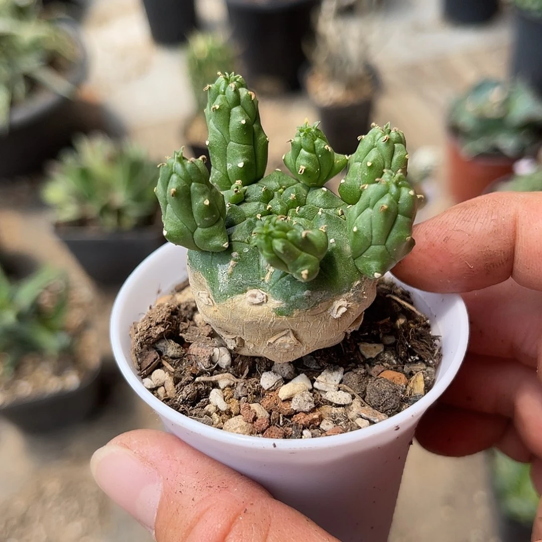 实生九头龙块根一物一拍