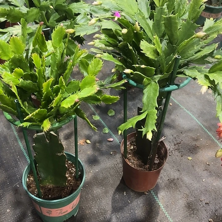 努***力当前无花栽培后可以开花