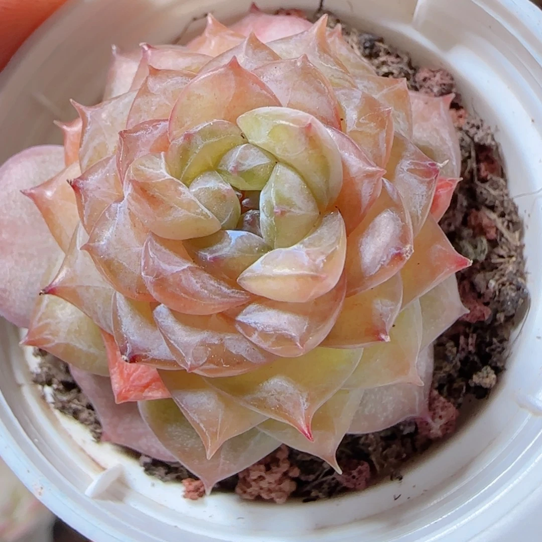 花语多肉1228-194