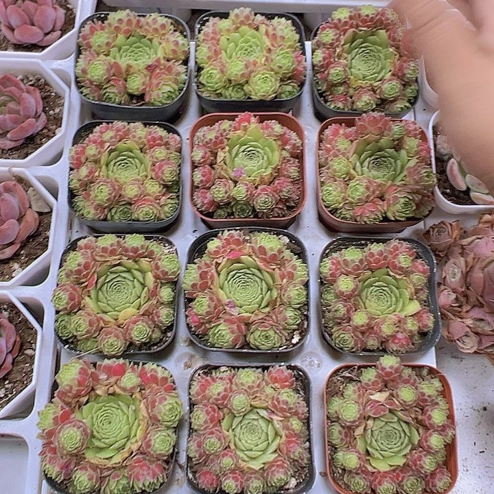 爱德华19包邮多肉植物