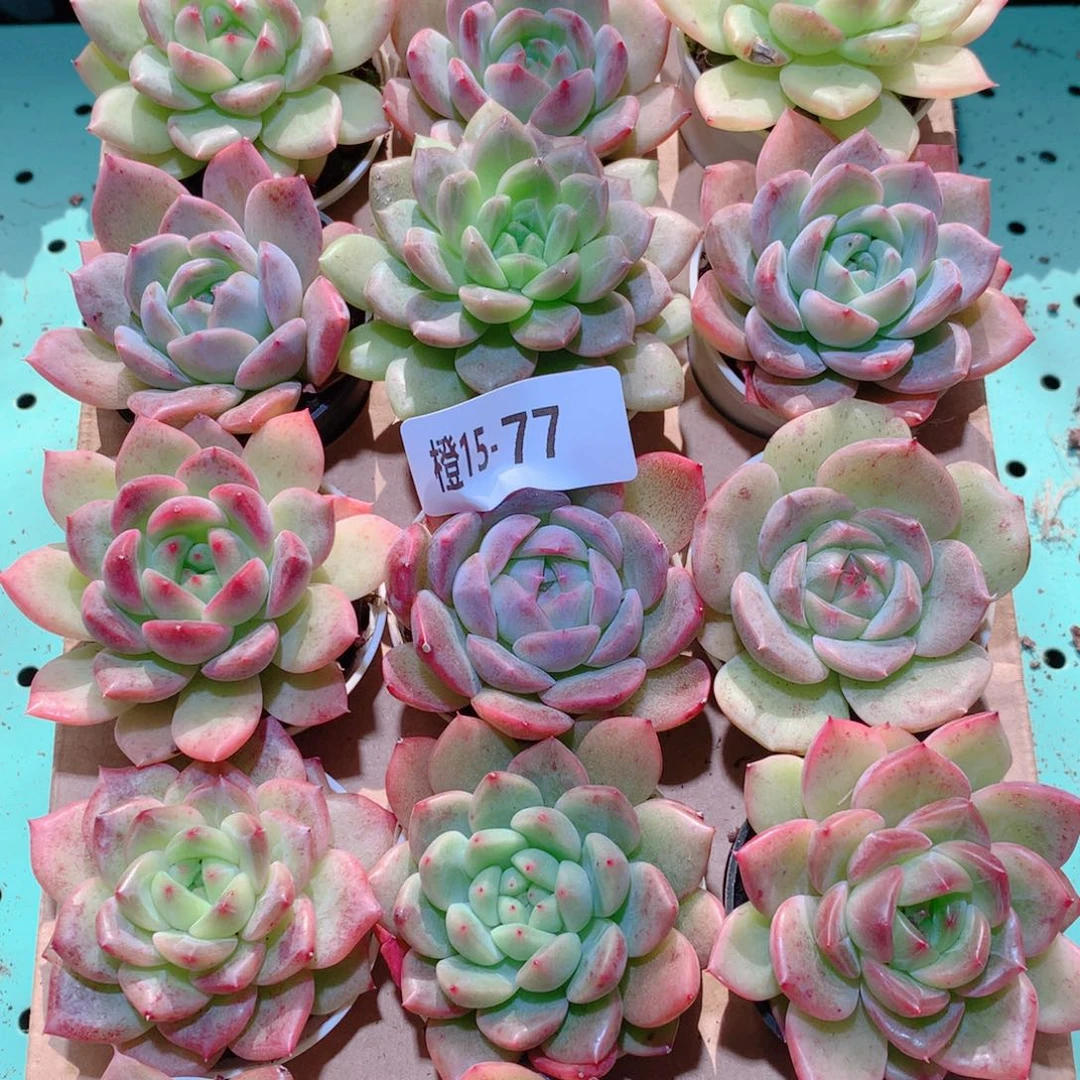 15-77一物一拍多肉带盆18颗