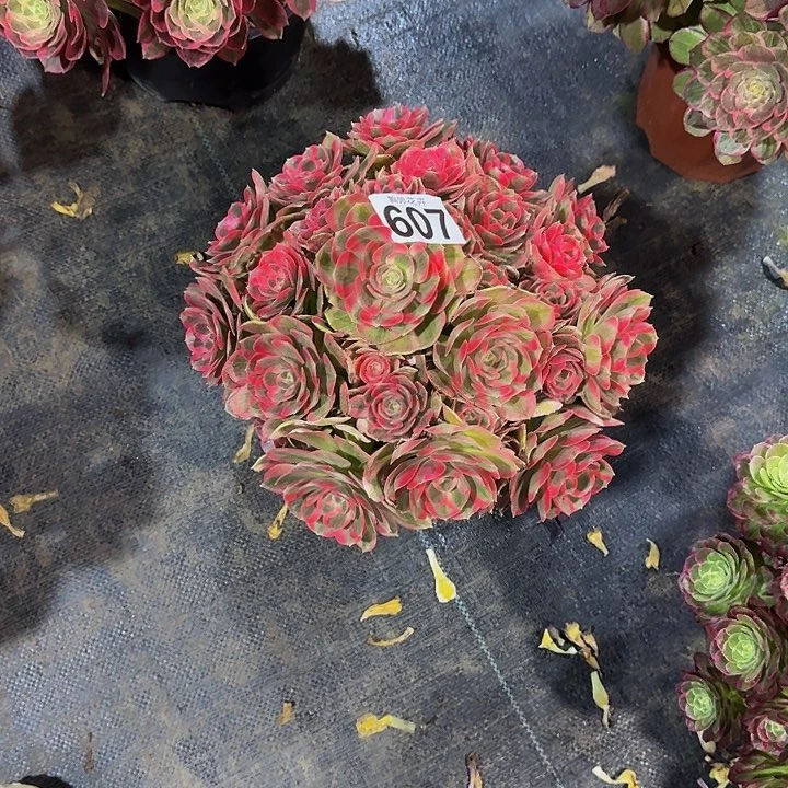 00000000000607女郎多肉植物