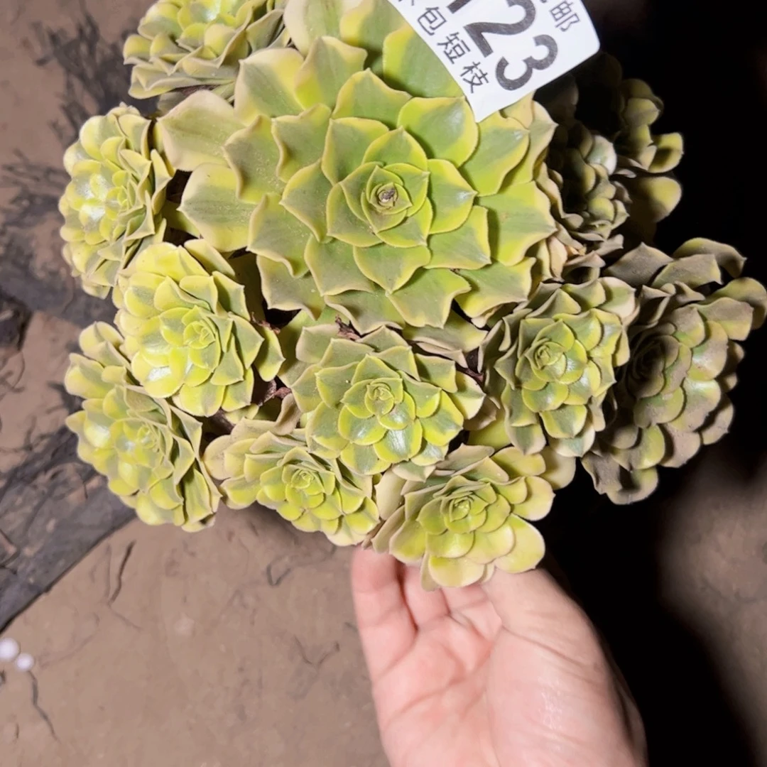 ﹏***╮绿美杜莎多肉植物0123