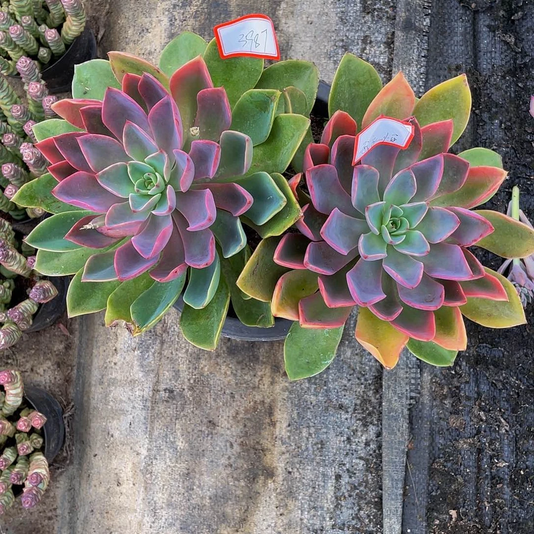我***恒琼斯多肉植物中群