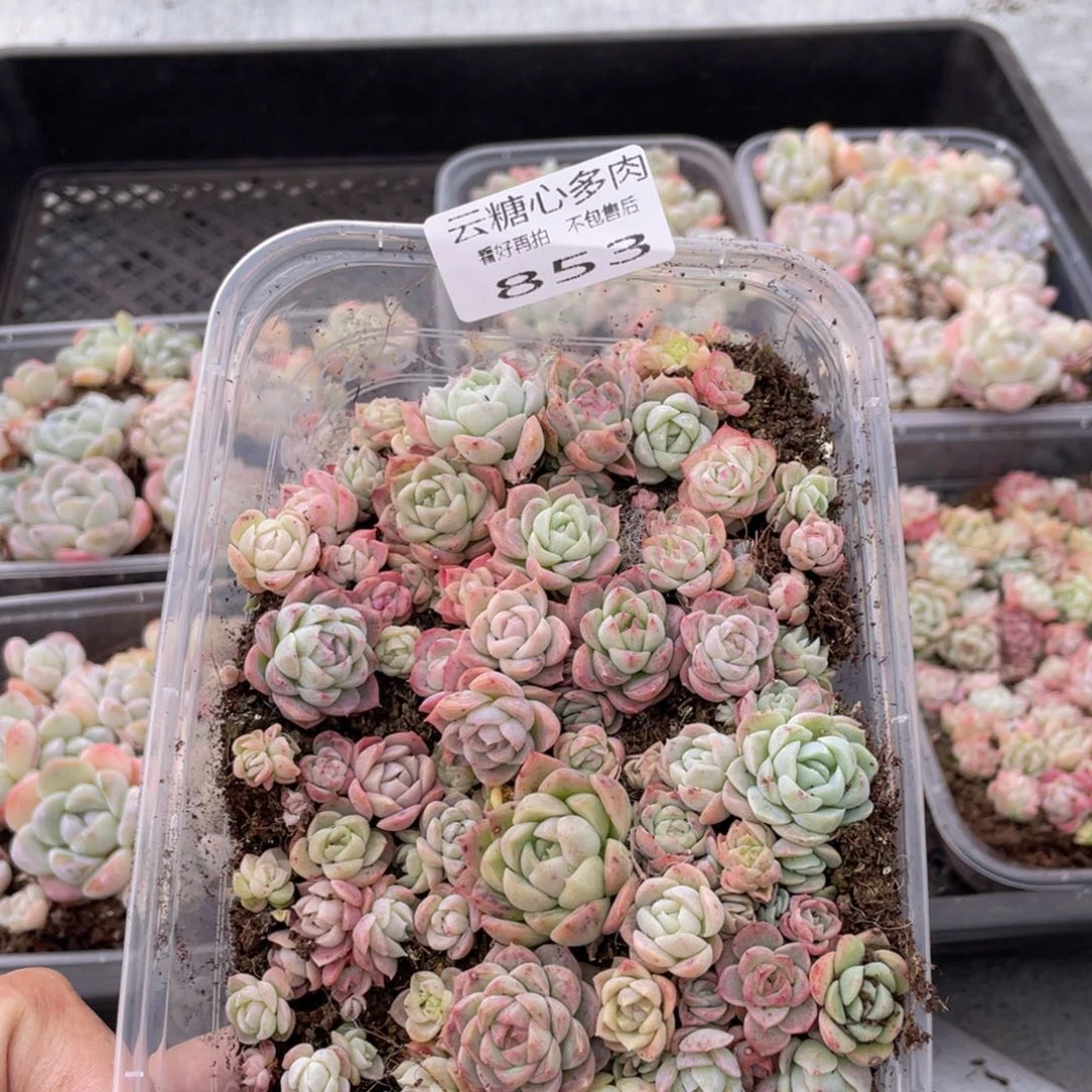 云糖心多肉植物853