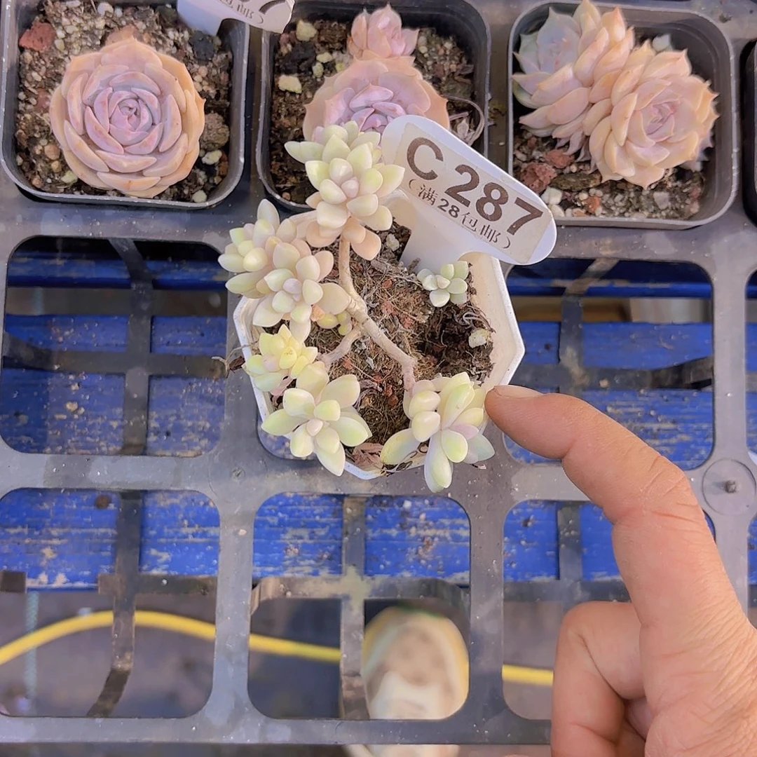 C287姬秋丽锦一物一拍
