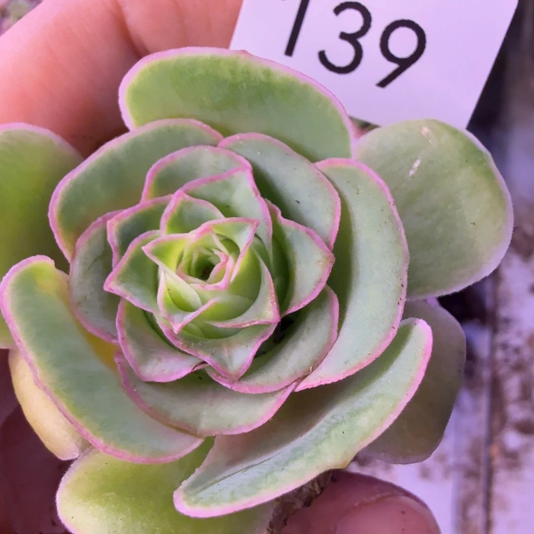 山地玫瑰。139多肉。