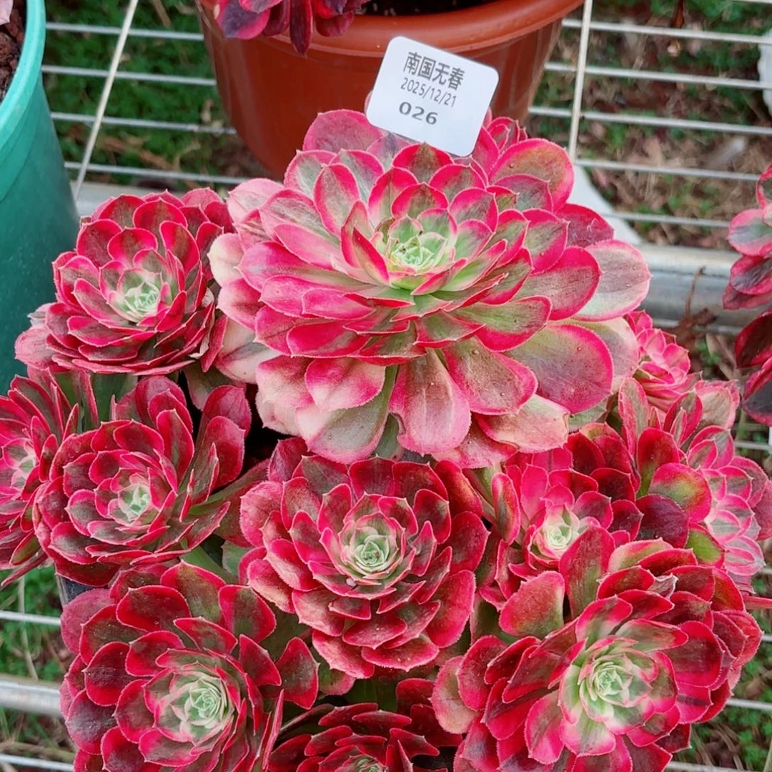 一物一拍多肉法师26