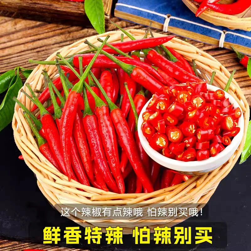 现摘爆辣小米可用于泡椒餐饮调味的优质蔬菜特辣小米红辣椒新鲜