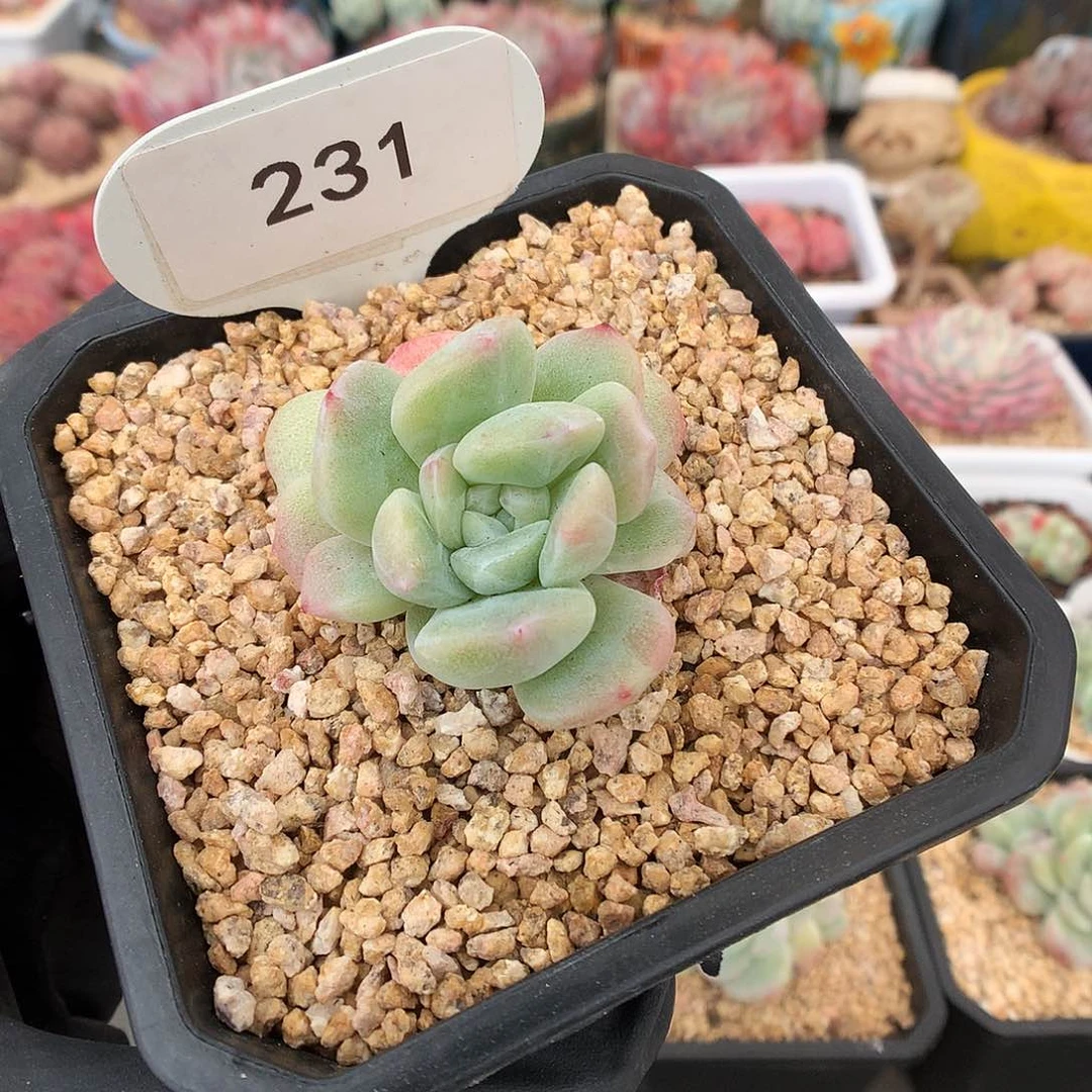 231 冰玉石化下播福利拍