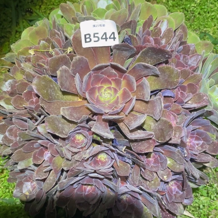 544恶魔之吻多肉植物