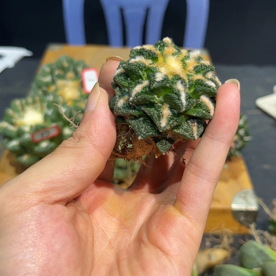20号自根螺旋辛盾