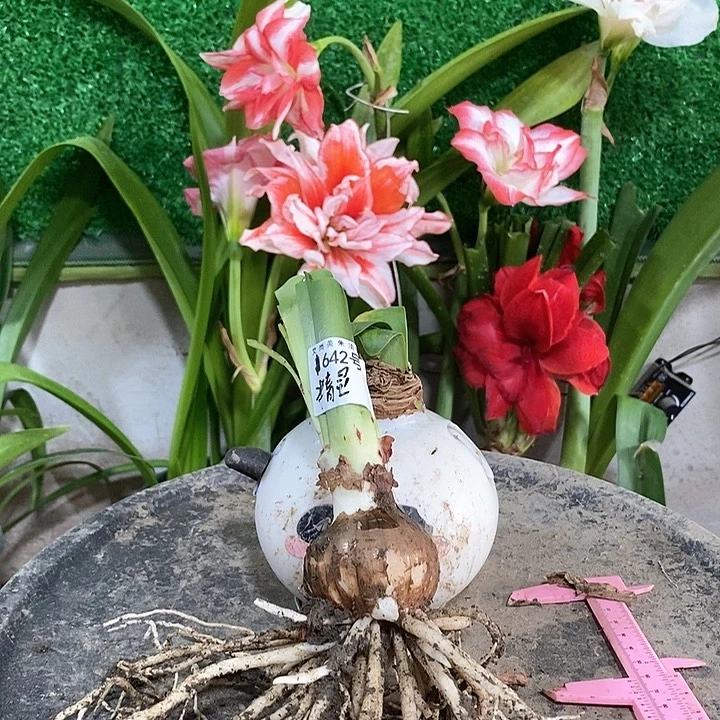 全部花朵精灵5厘米642号