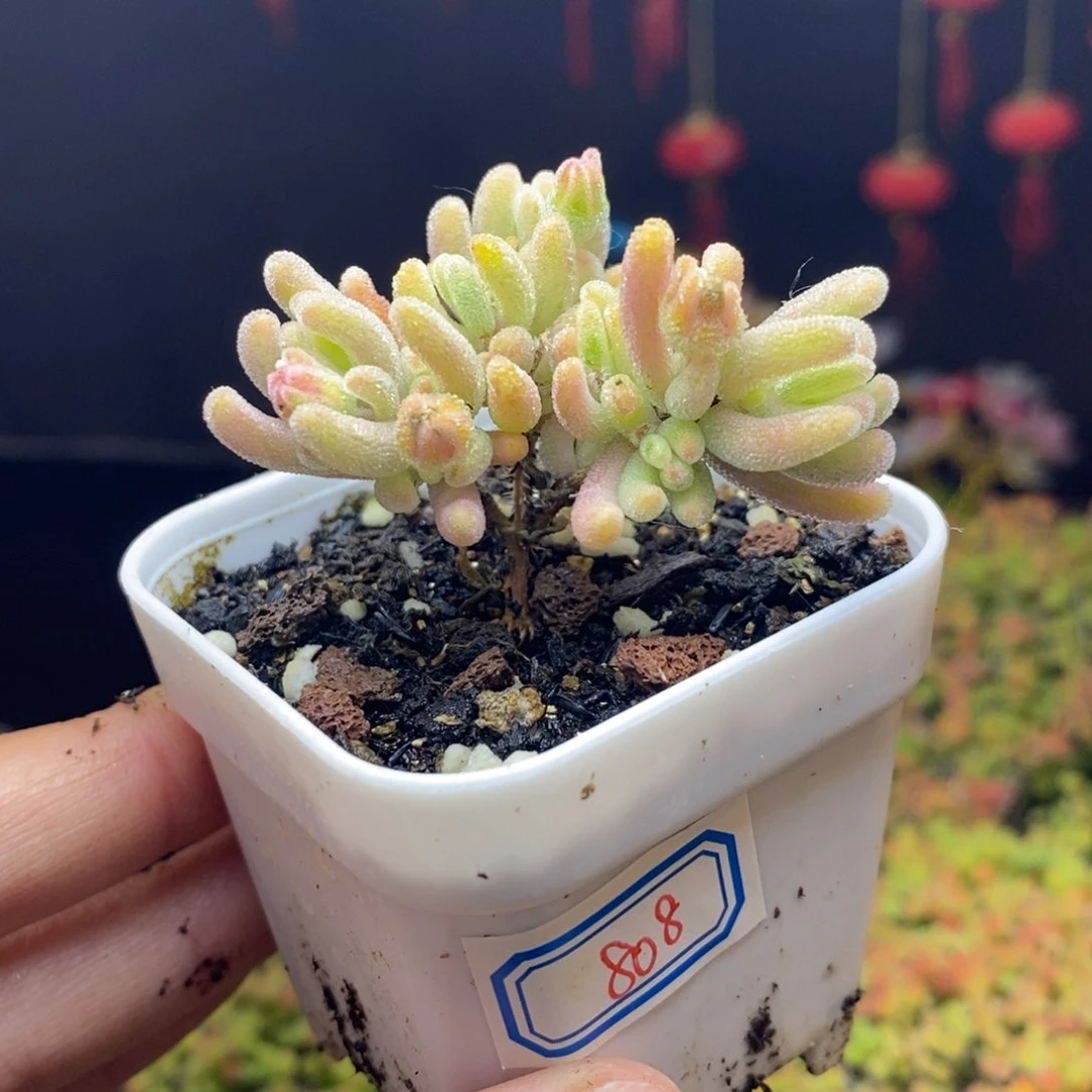 无花朵梦****?808号橙叶锦枝干