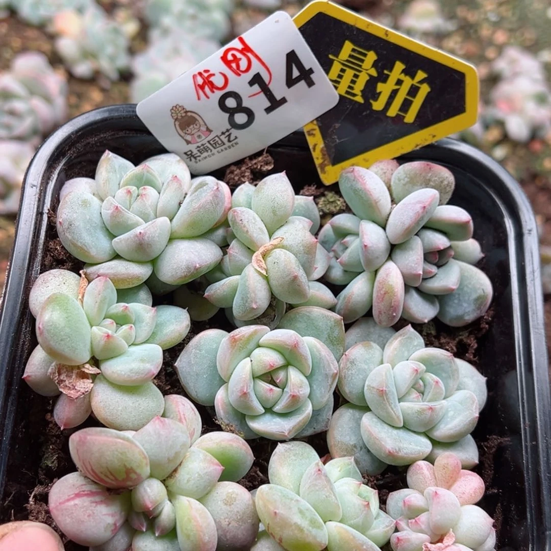 多肉植物多肉植物