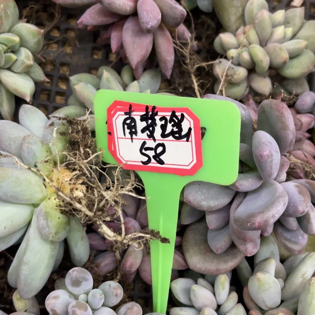 南***瑶姐姐说她真的有男朋友