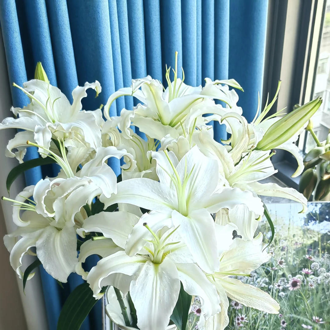 【白水晶多头百合】全场任意两单送草三单送花瓶拒收不售后