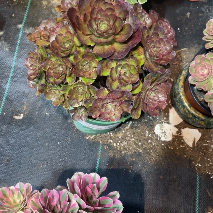 28号媚金玫瑰法师
