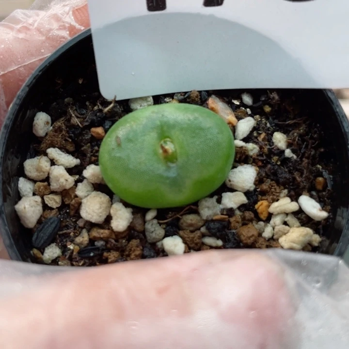 473水晶鞋带盆母本