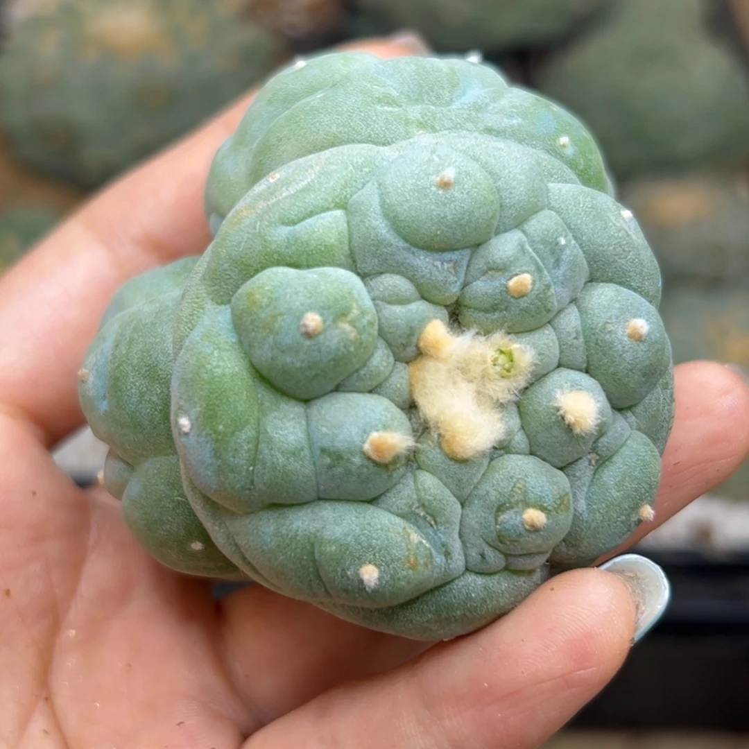 494 仙人球的世界 有根点