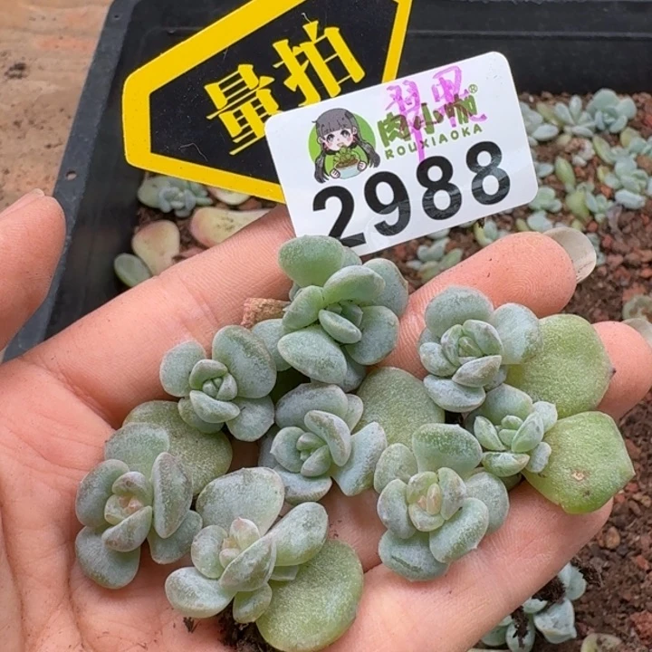 无花朵多肉植物多肉植物