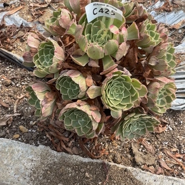 425高贵。多肉植物