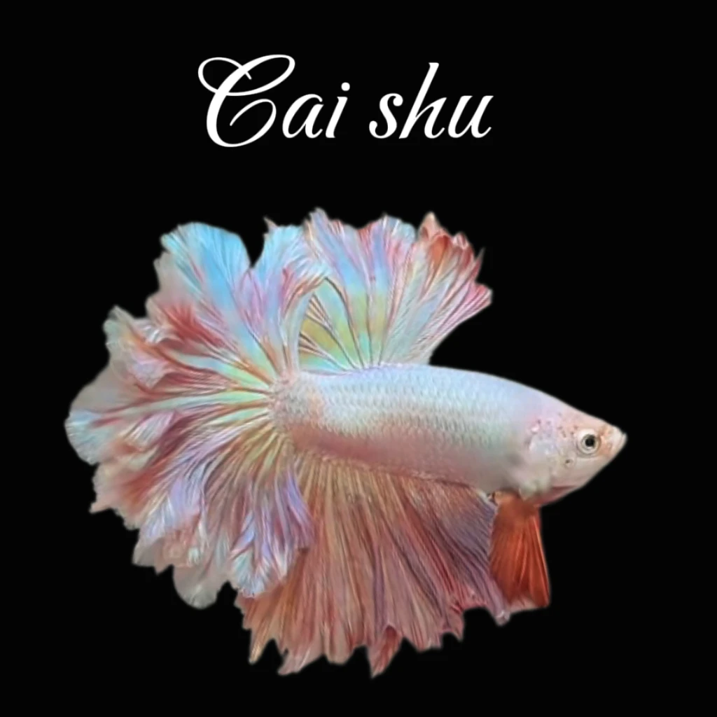 AA1（1-24）泰国斗鱼小型热带观赏鱼耐活好养（直播间选鱼）