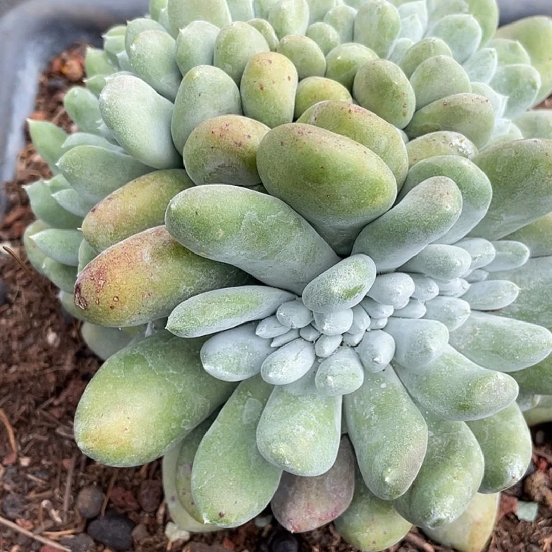 【闪购商品】我****p拇指缀