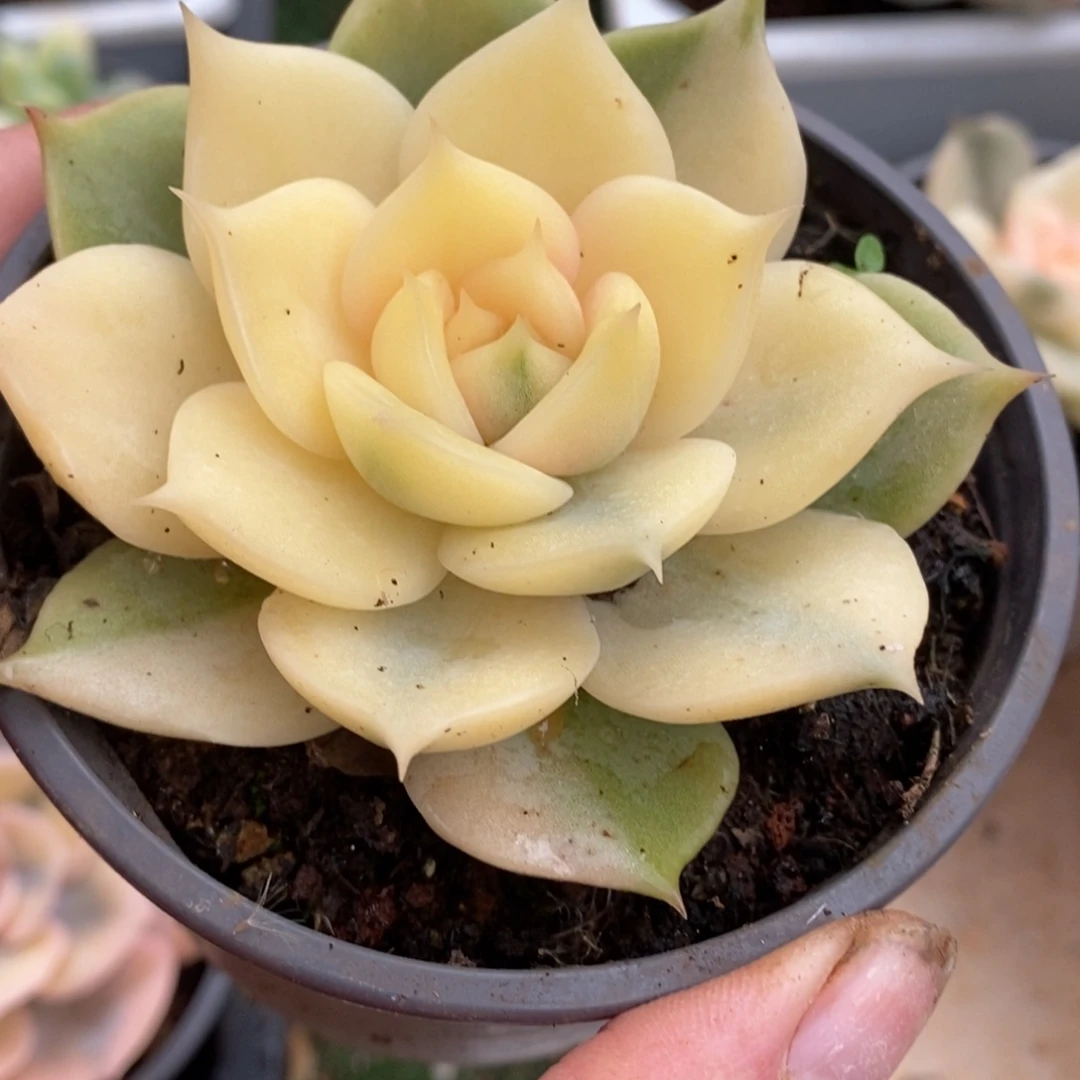 贝加尔湖红红火火