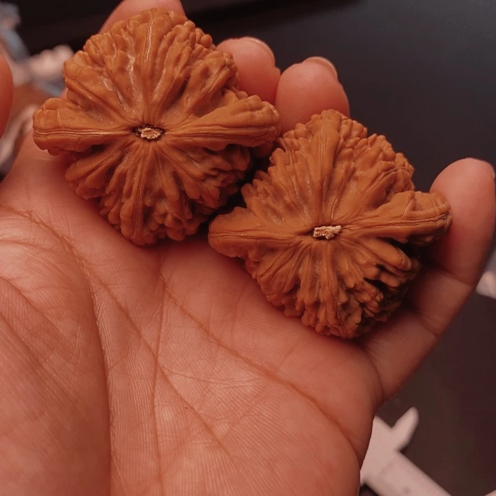 辉***核桃虎头王45尺核桃