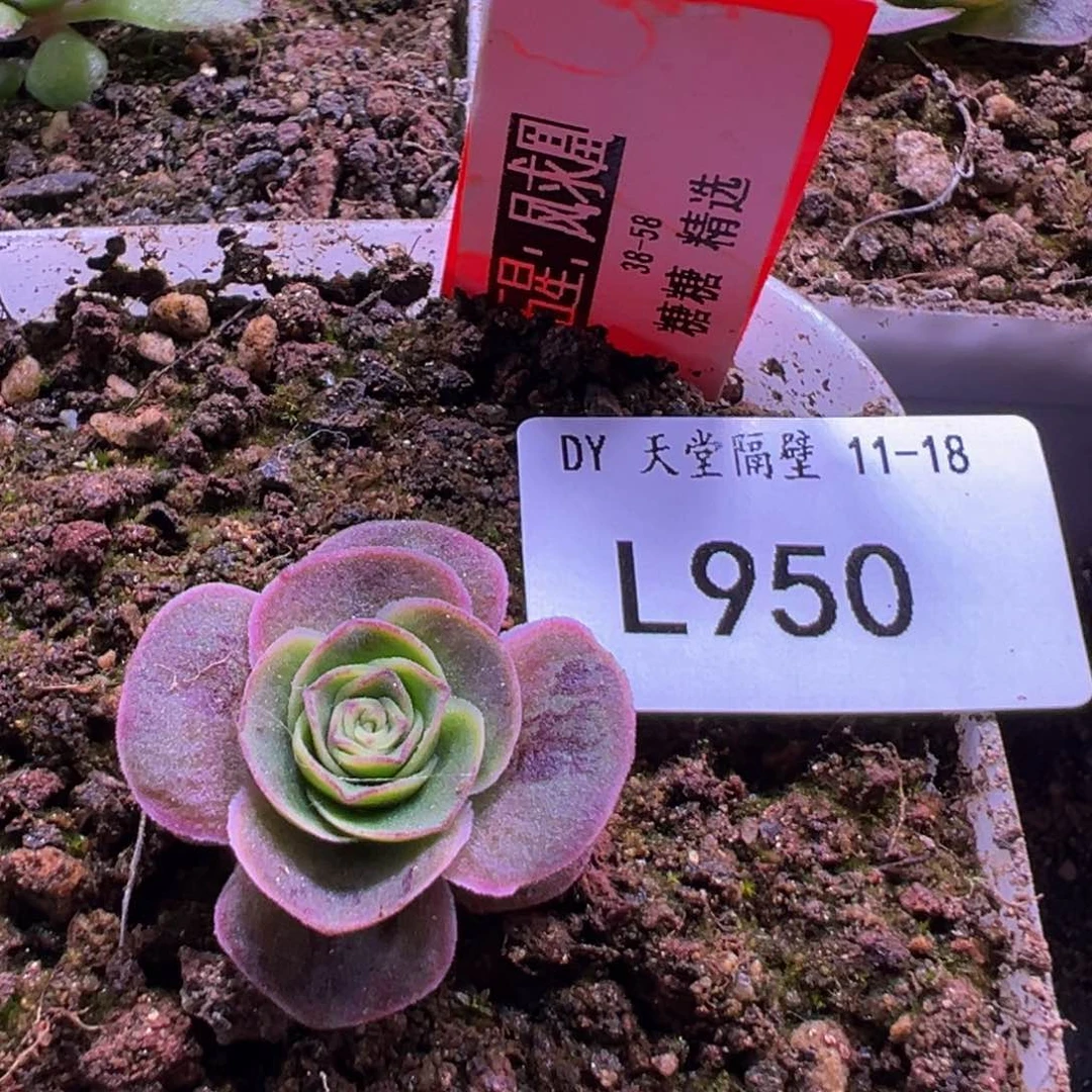 LT950凤求凰山地玫瑰
