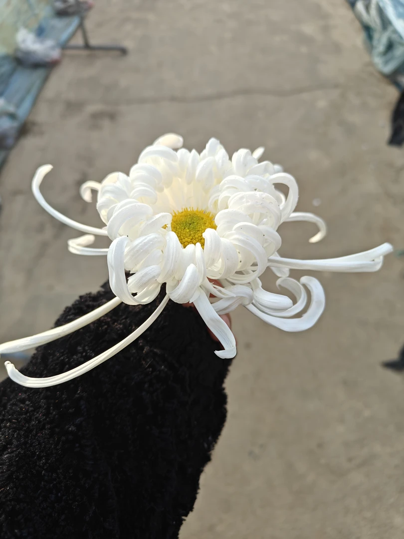 （无售后）A200-A300新品九月菊 盆苗半成品一物一拍