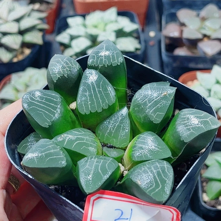 十二卷 实生克 福利