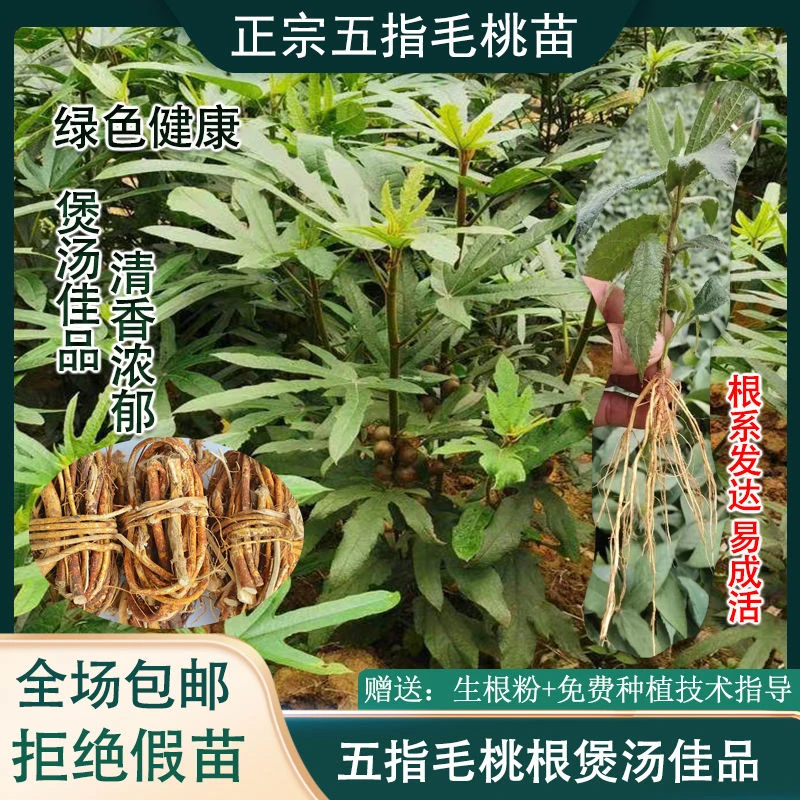 正宗五指毛桃苗 新采五指毛桃种子 野生五指牛奶土黄芪五爪龙煲汤