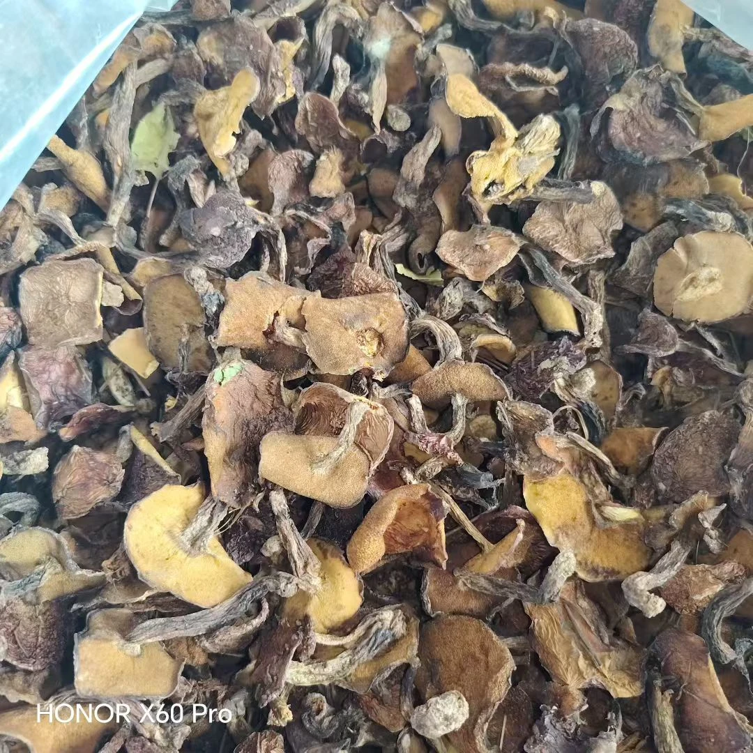 东北松树黄年团蘑菇蘑菇新鲜美味特产东北年团蘑干货