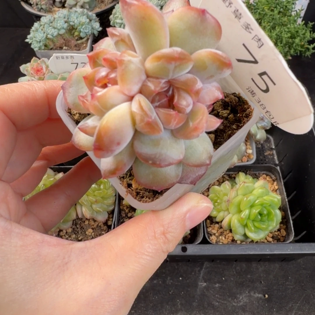 红色恋人三头朵缀75号