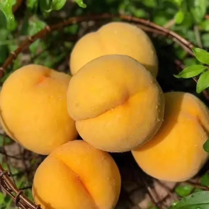 蒙阴黄桃黄金蜜桃当季新鲜露天整箱桃子新鲜脆甜桃子新鲜桃子