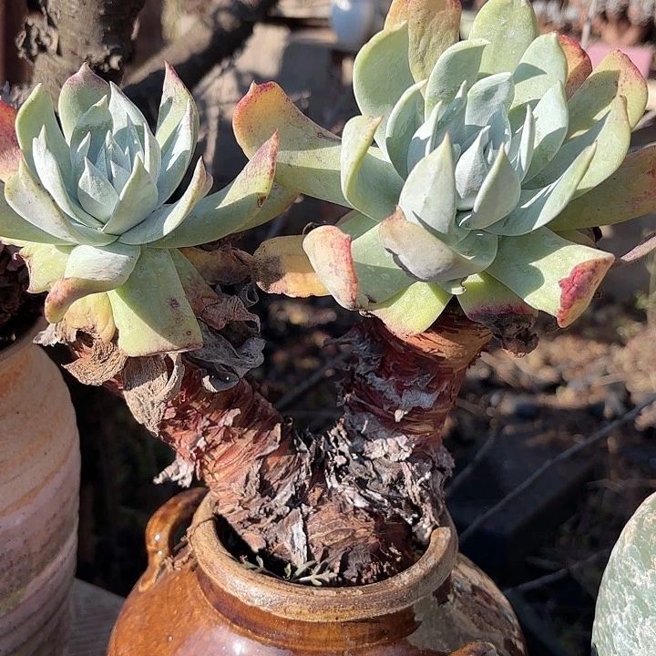 仙女杯多肉植物提取