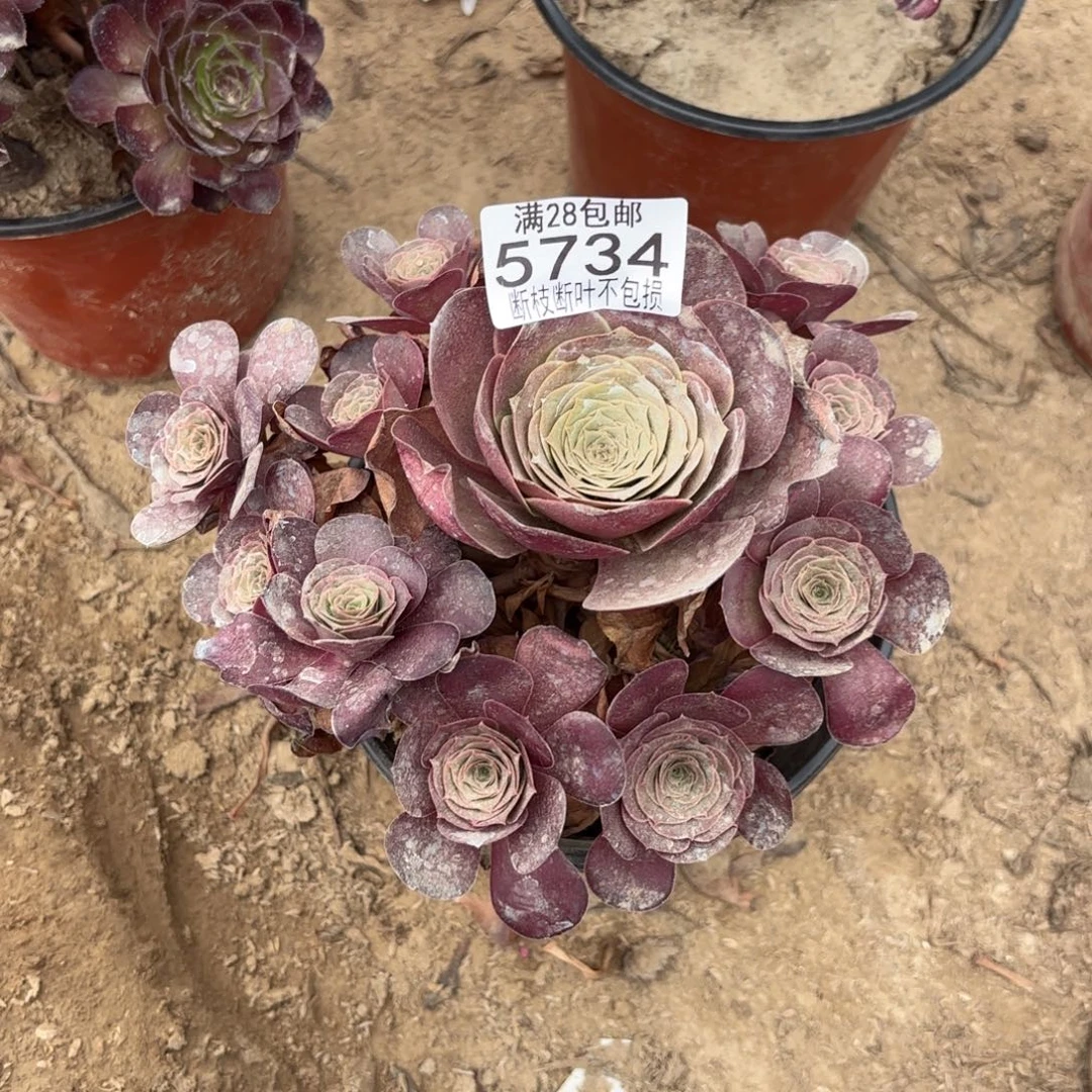 M. 5734美金玫瑰多肉1？ad