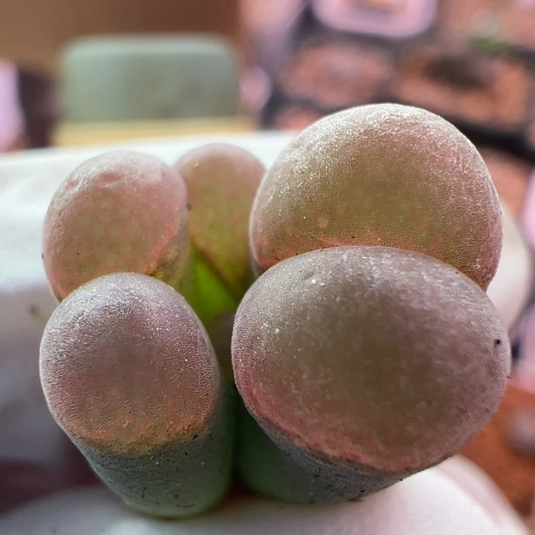 386号鲑鱼粉双头缀化