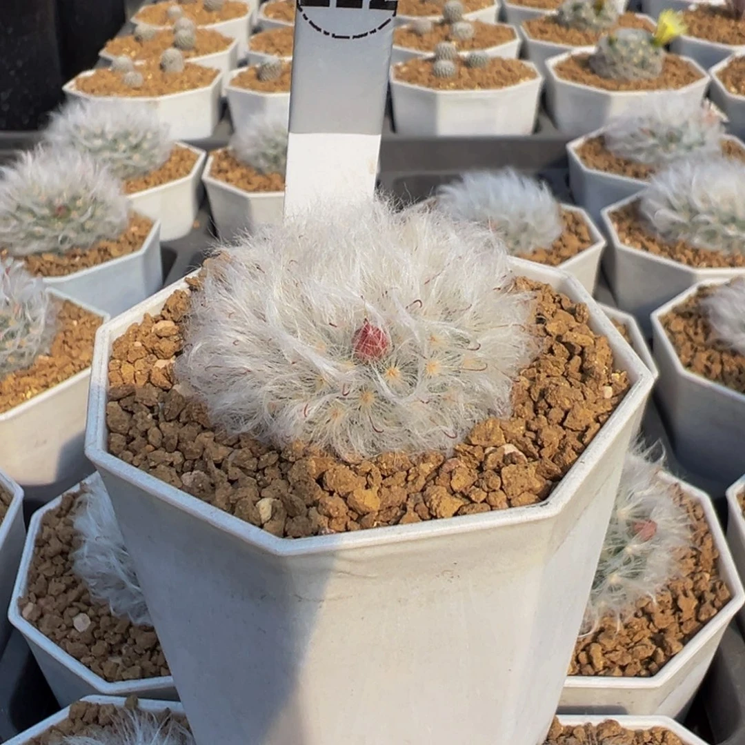 ****好212实生根白云高砂多肉植物带盆土