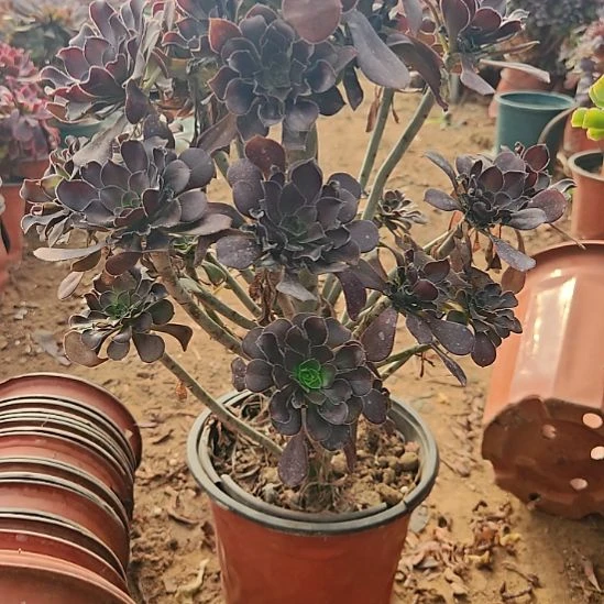 圆叶加急发货法师31