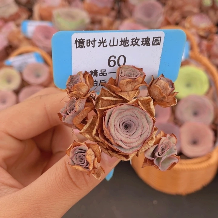 山地玫瑰 68断枝不包损不售后