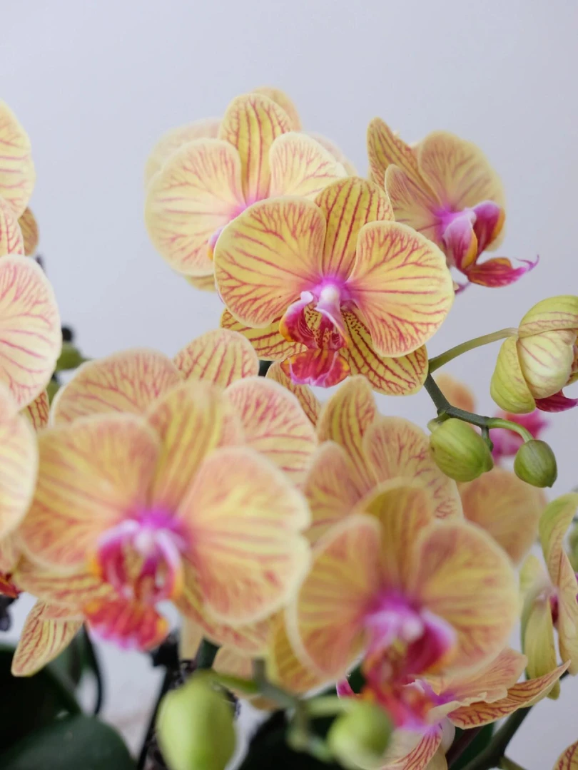 （芭比娃娃）蝴蝶兰 云南昆明基地直发